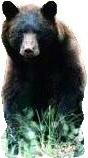 Black Bear